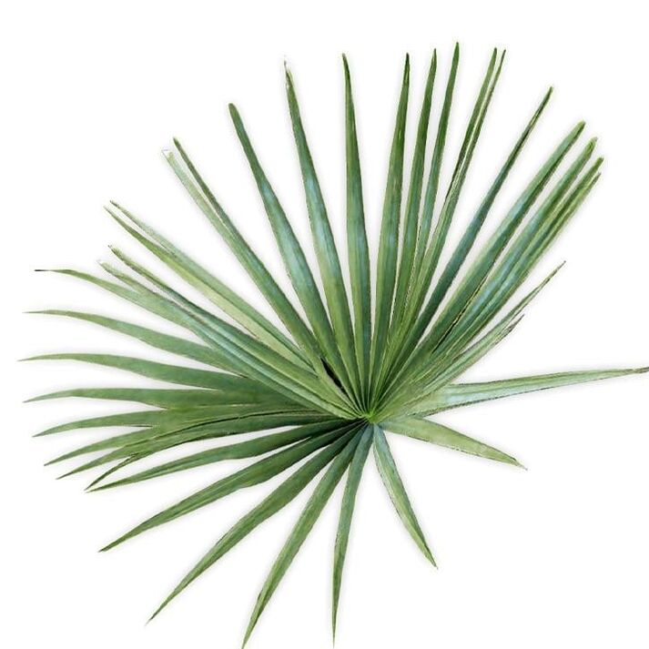 Saw Palmetto - Composición UltraMax Testo Enhancer